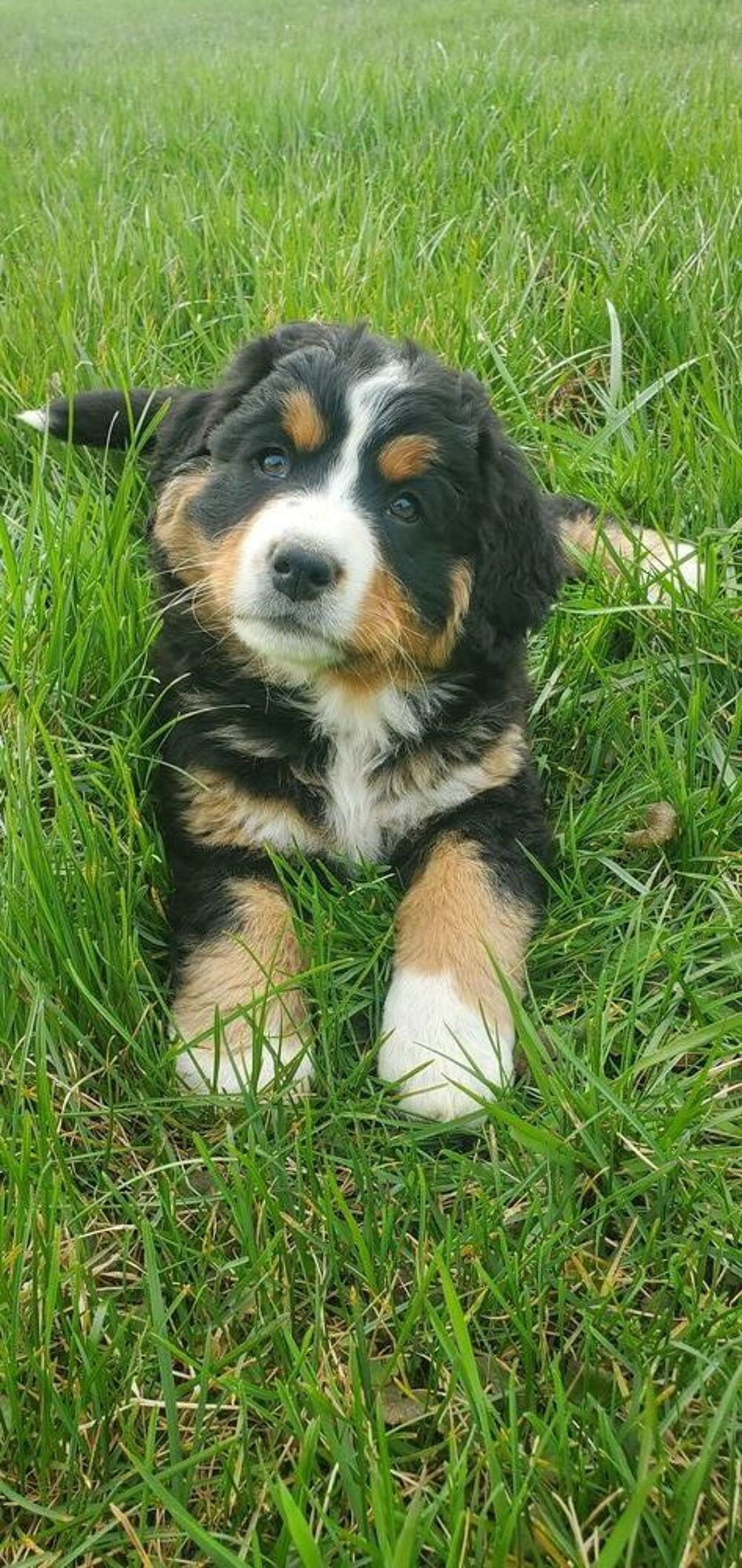   chiot bouvier Bernois non lof née le 10janvier2926 