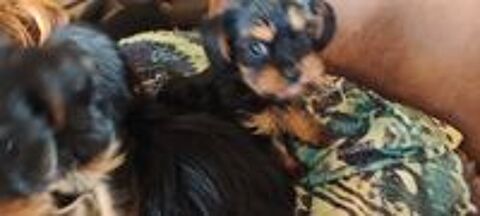   2 cavalier king Charles 