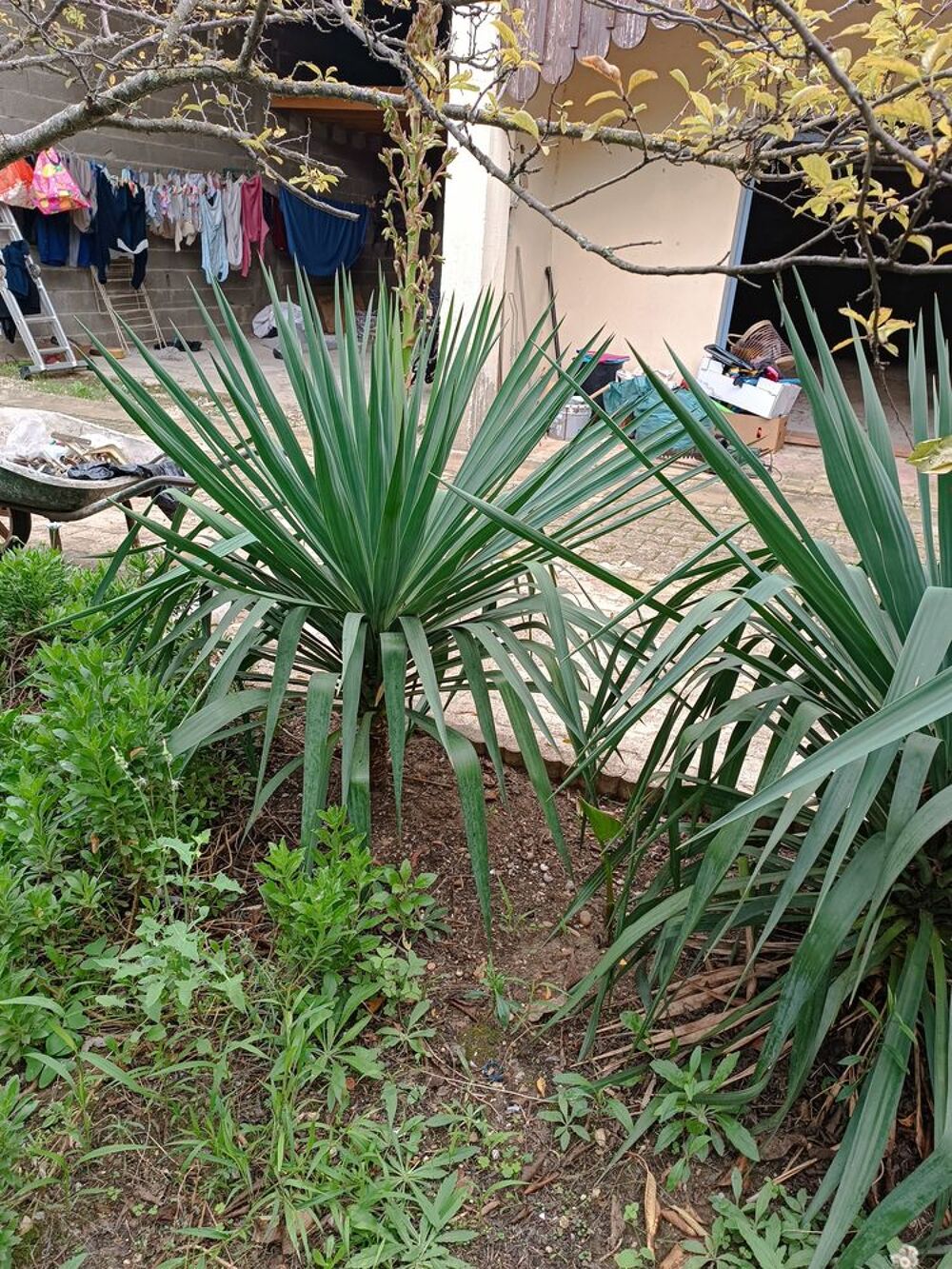 yucca en pleine terre Jardin