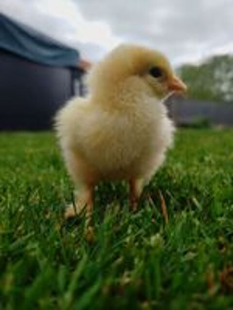   Poussins Brahma  