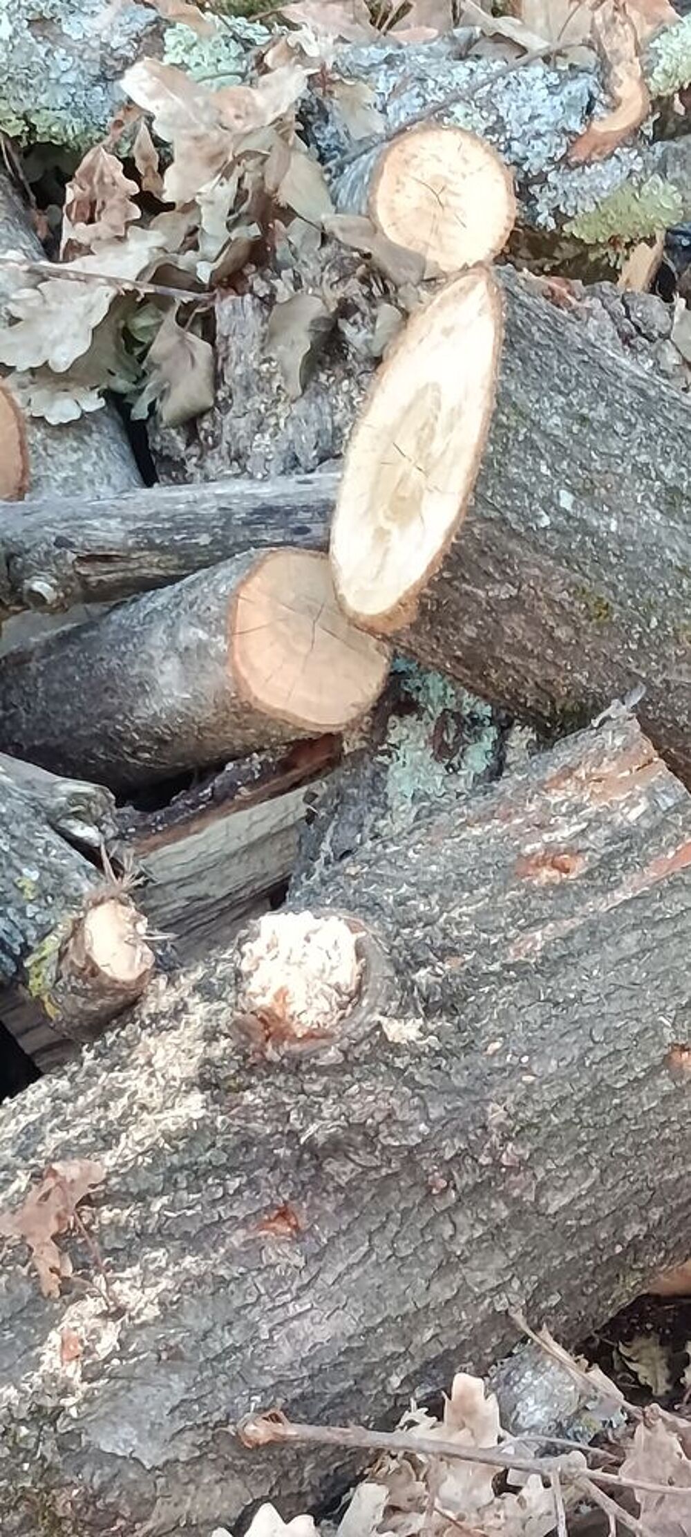 Bois de chauffage Bricolage