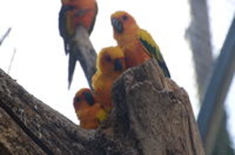   conures soleil 