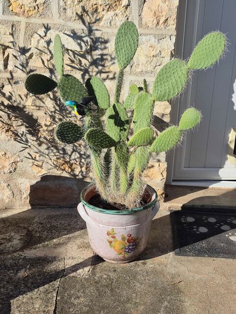 castus adulte cactaceae 130 Brive-la-Gaillarde (19)