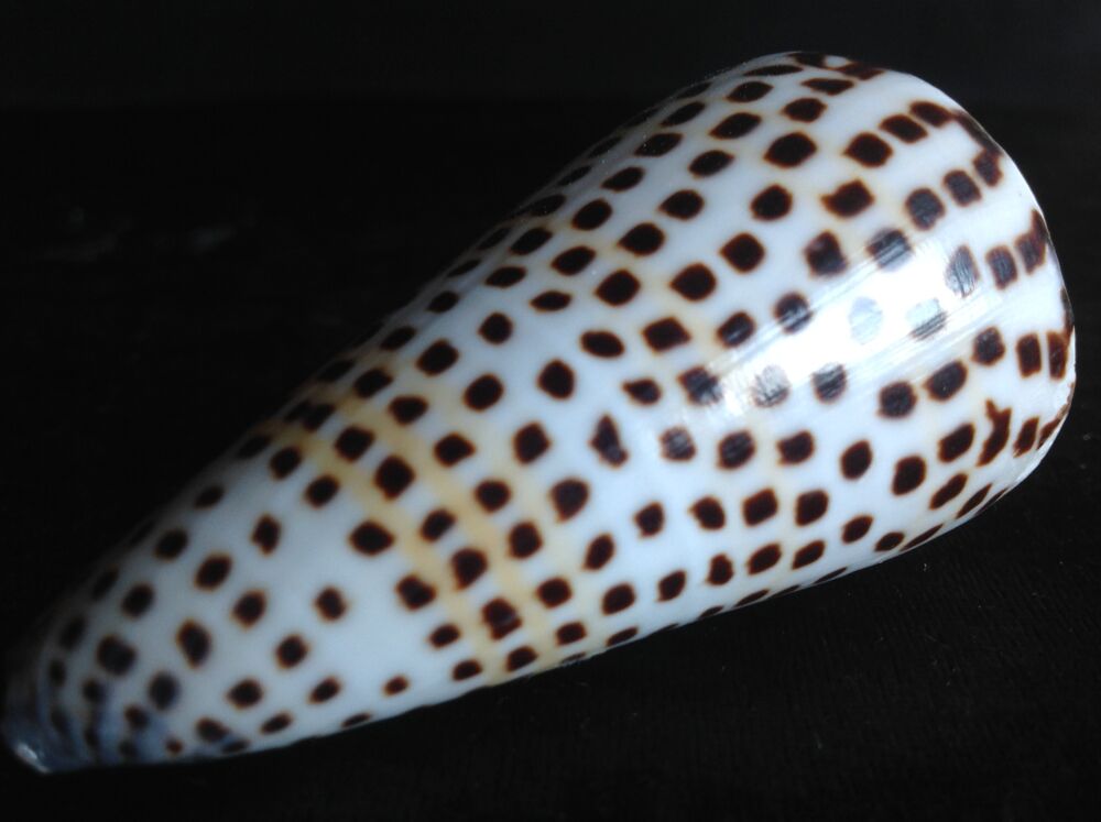 COQUILLAGE CONIDAE CONUS LITTERATUS Envoi Possible 