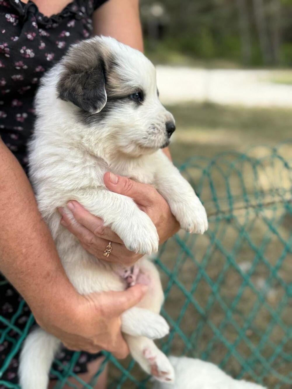   Chiots Patou montagne des Pyrénéennes  