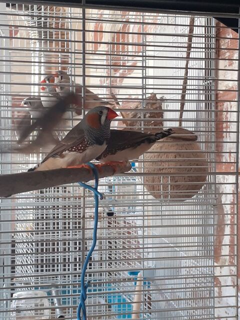 Couples mandarins ;
10 90170 Anjoutey