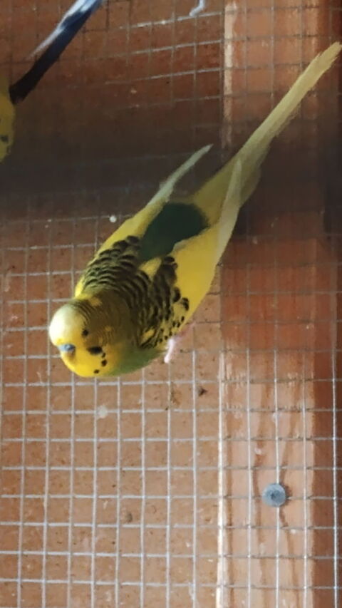 Perruche ondul&eacute;e 10 02700 Fri�res-faillou�l