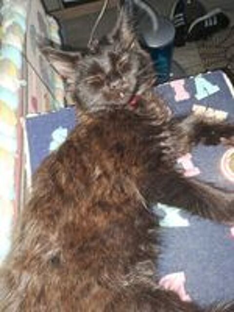   Magnifique BAYA maine coon looof 