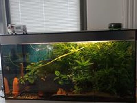   Aquarium  