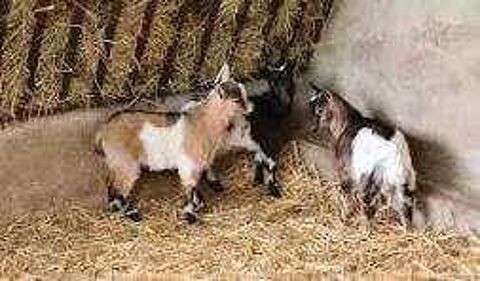 Chèvre naine 1 69290 Craponne