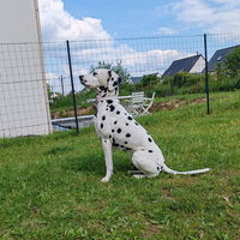   Recherche male dalmatien pour saillie 
