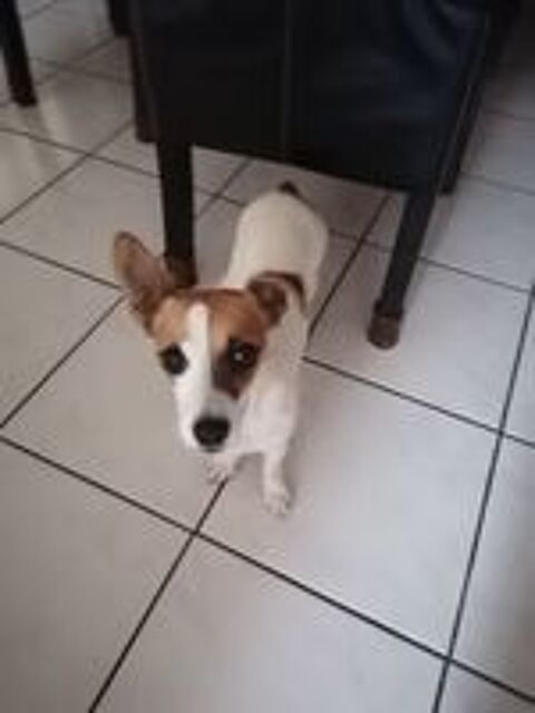   Donne chienne  