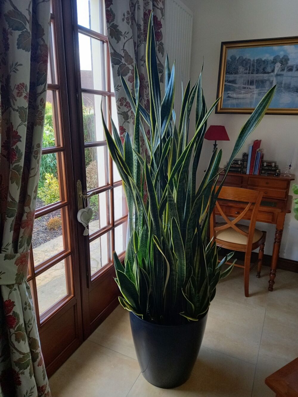 Plante Sansevieria avec Bac Riviera Décoration