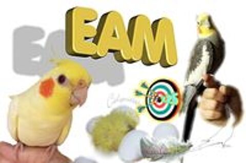   Oiseaux Calopsittes apprivoisées (EAM) 