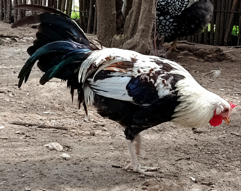 Phoenix argent&eacute; couple ou trio 60 34750 Villeneuve-l�s-maguelone