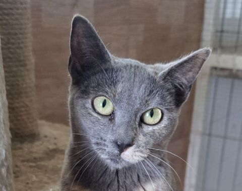 NIEBLA 230 27620 Gasny