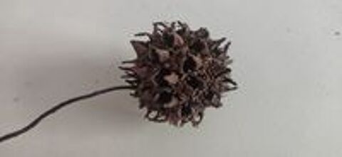   Fruits de liquidambar 