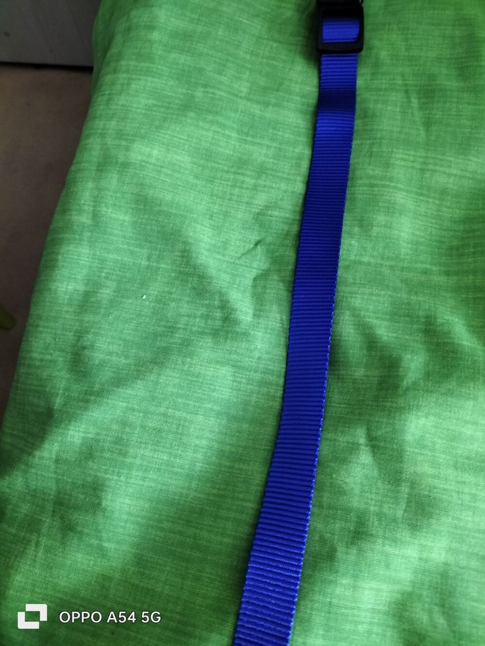   Collier chien 