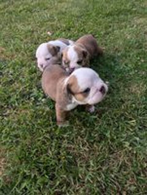   Chiots bulldog anglais LOF  