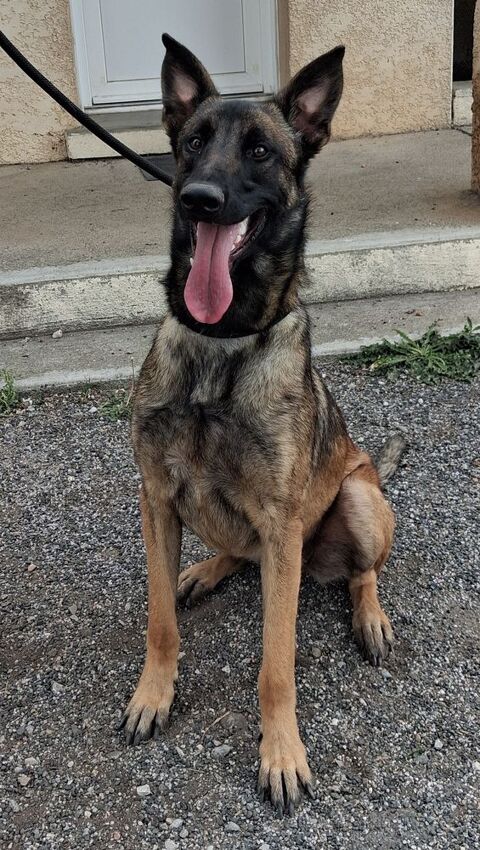 BLEDINE, malinoise, 1 an 220 34500 Béziers