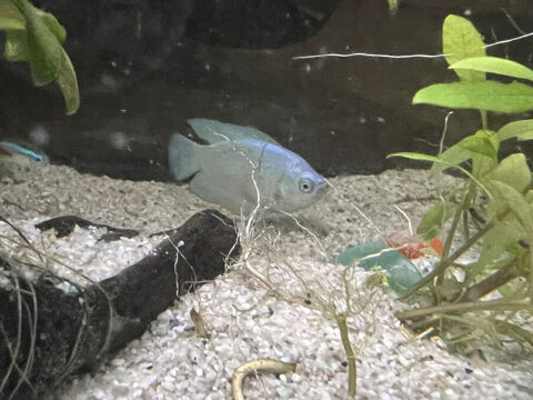 poisson goumari 0 69200 Vénissieux