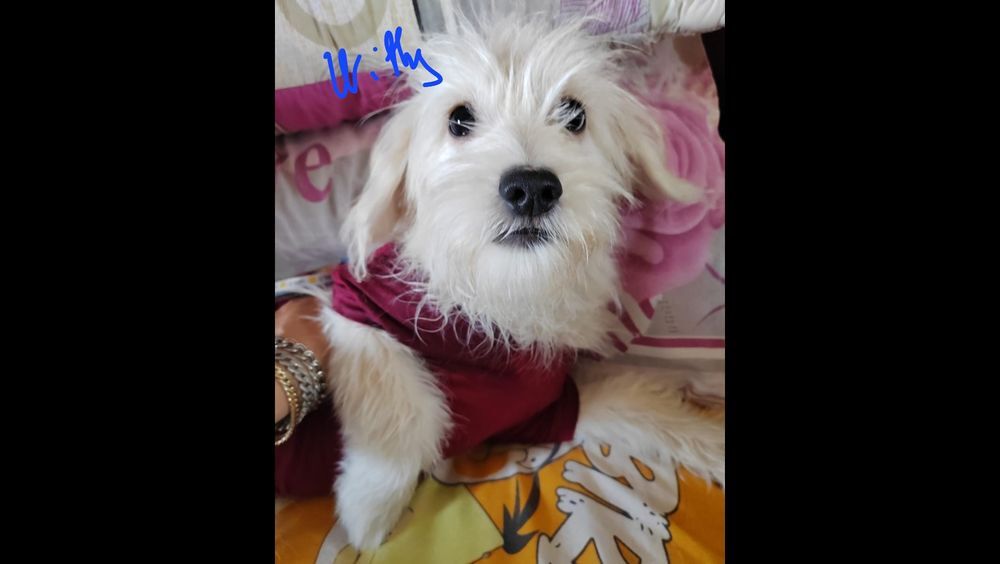   WHITY FEMELLE NON STRILISE 6 MOIS ADOPTION SEULEMENT  SAUVER D'GYPTE  
