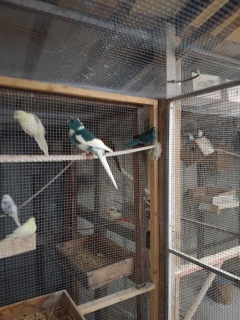 Kakariki femelle mutation 70 33340 Lesparre-m�doc