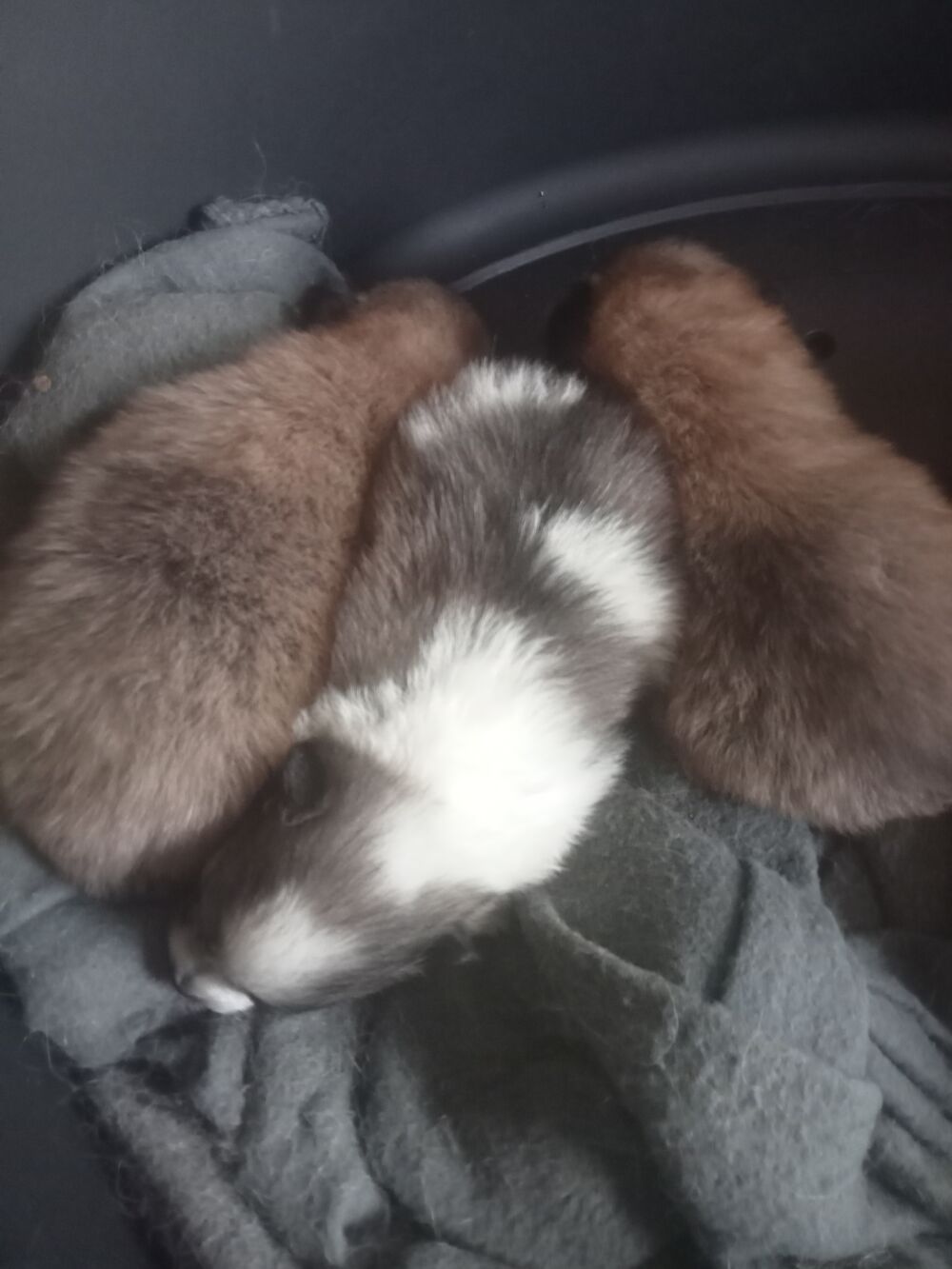   chiot a rserver 3 femelle 2 mal  joli couleur .  