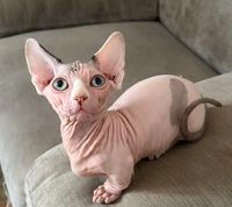   Adorables chatons bambino sphynx rare en France  