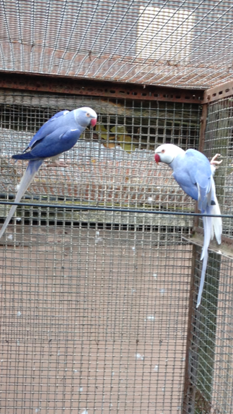 grandes perruches 30 38150 Roussillon