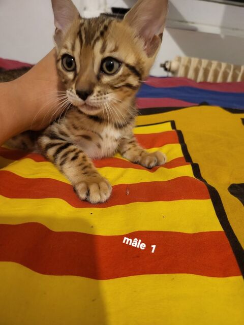 2 chatons Bengal brown  &agrave; rosettes LOOF 750 70100 Gray