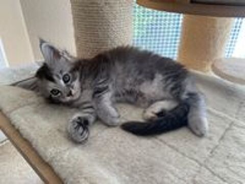   Magnifiques chatons Maine Coon 