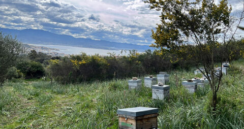 Essaims hivernés abeilles noires bio 120 34770 Gigean