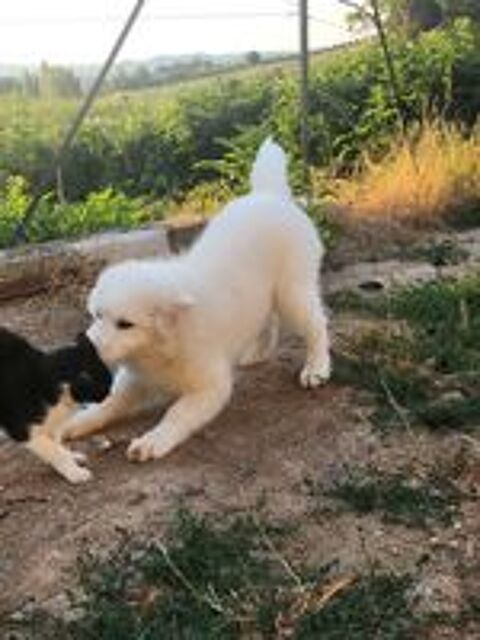   Femelle samoyede 