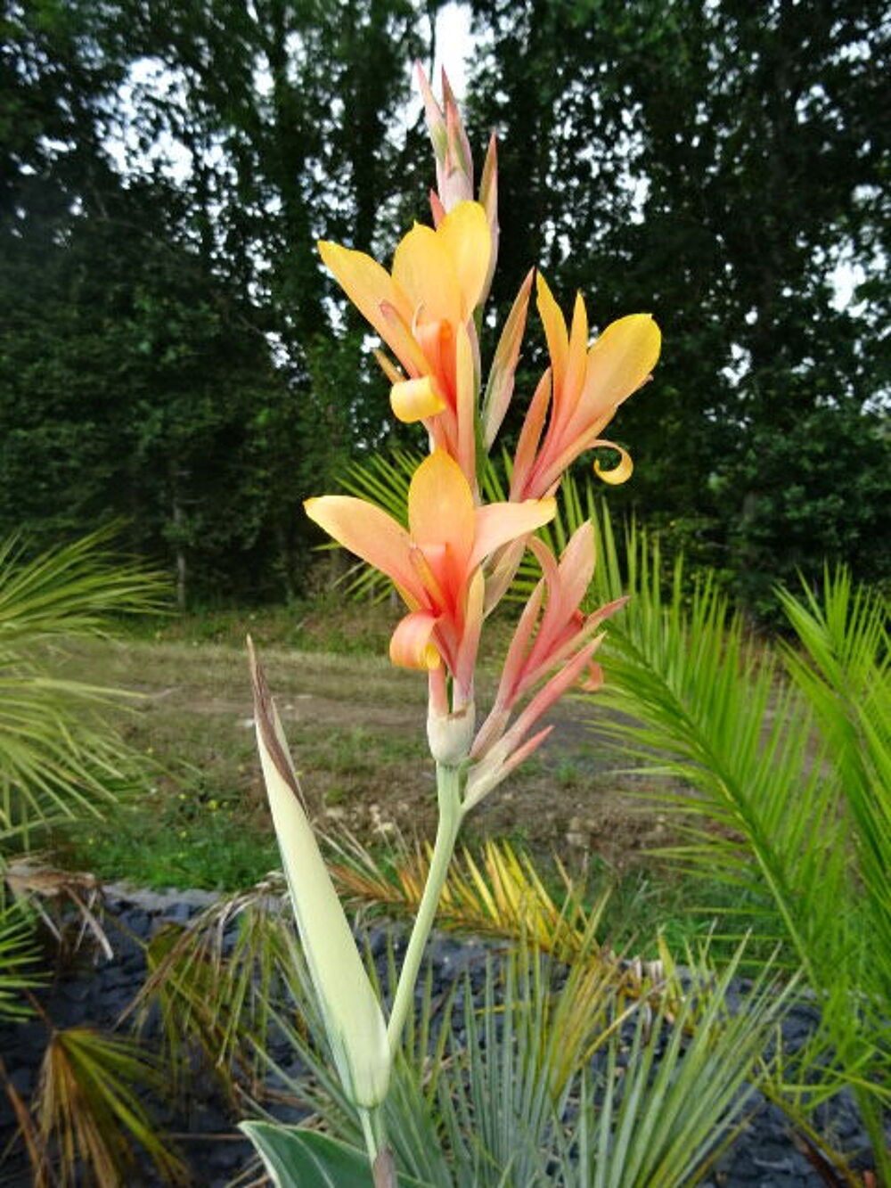 Cannas stuttgart &eacute;change Jardin