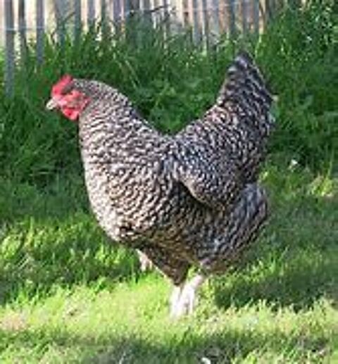 Poule coucou de rennes idée cadeau anniversaire,fêtes mères 26 77540 Courpalay