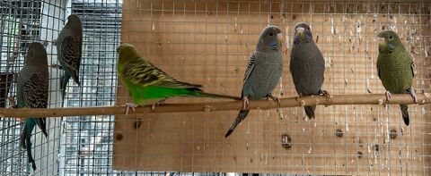 Perruches black face 80 24000 Prigueux