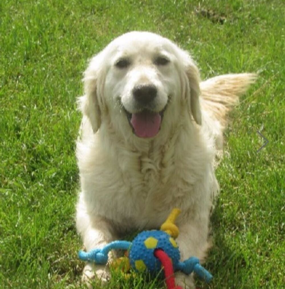   Donne femelle golden retreiver  