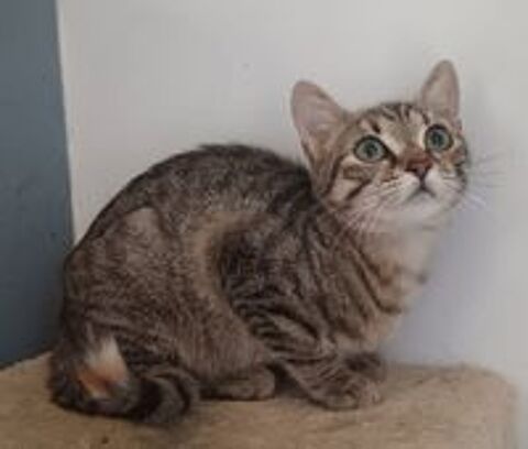   Bobine, chatte tigrée à adopter 