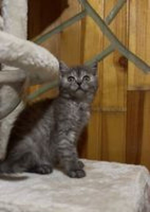   british shorthair blake smoke yeux verts. 