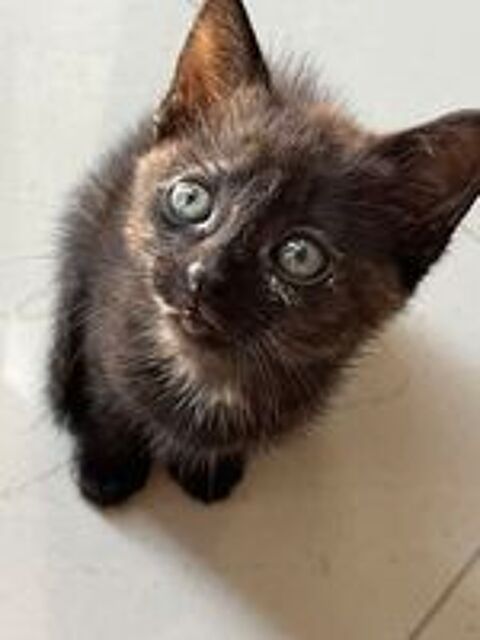   Donne chaton 