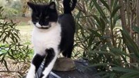   Grominet chat noir et blanc cherche nouveau dpart 