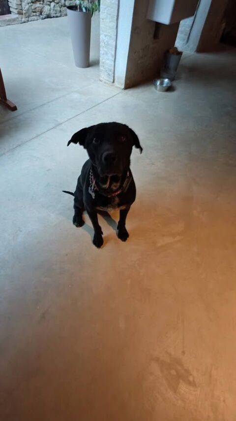 Chien CHARLY &agrave; l adoption 100 26160 La b�tie-rolland