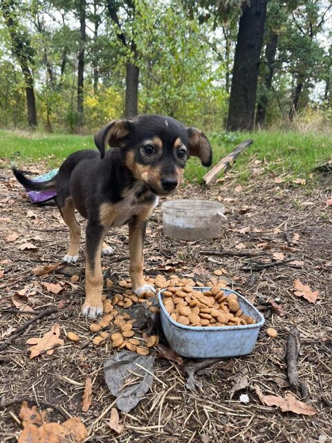 RONE  URGENCE VOYAGE 0 75018 Paris
