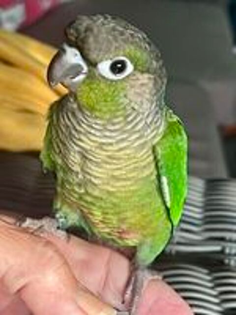   Jeunes conures à joues vertes mâle ou femelle élevées main 