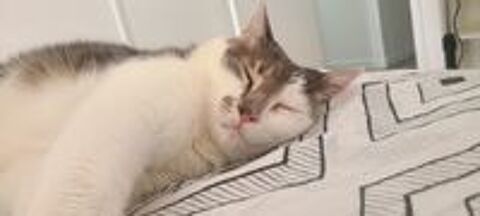   Garde chat 