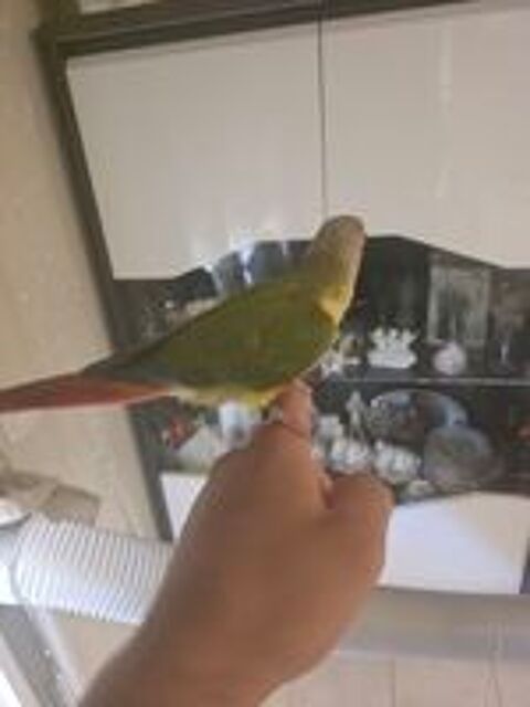   Conure  