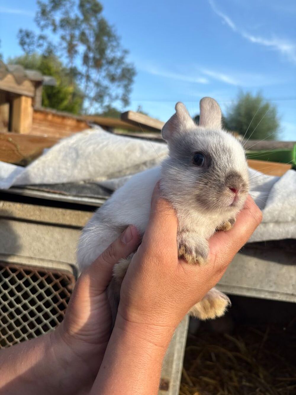   Lapin nain  