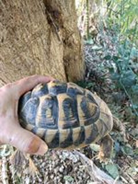  Tortue de terre femelle de 14 ans  