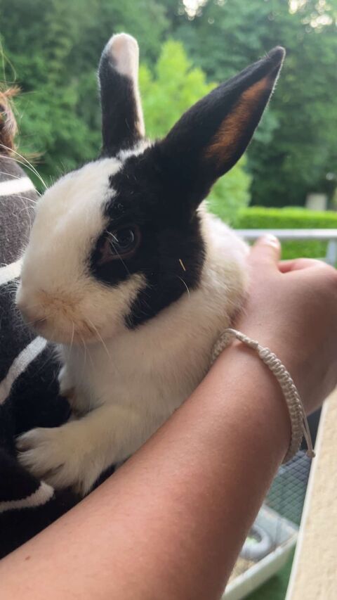 Lapin nain noir et blanc 20 24000 Prigueux